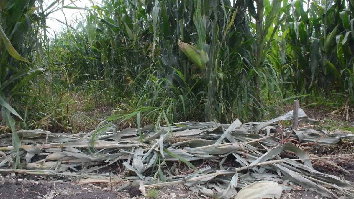 Nuevo recorte al presupuesto del campo por parte del Gobierno Federal afectar_ al sector.